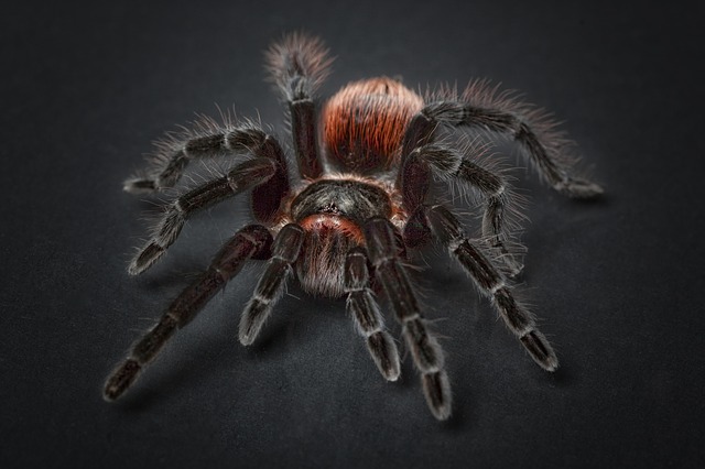 pavouk tarantule