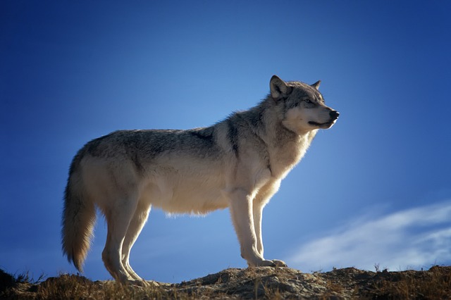 vlk na kopci