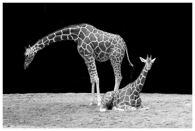 dvě žirafy